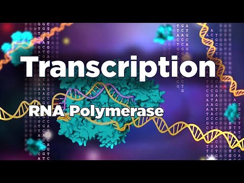 Transcription | RNA synthesis | RNA polymerase