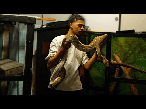15 Foot Python Moves Into DREAM ENCLOSURE..