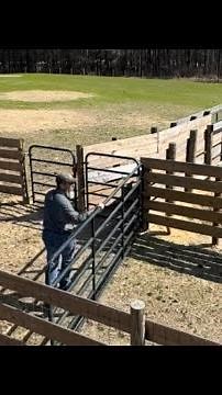 Perfect system for working a small herd of cattle. The Bud Box