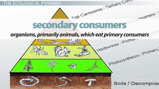 Secondary Consumer Definition, Examples & Food Chain
