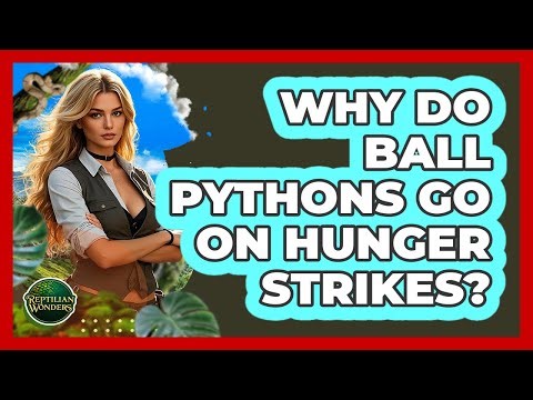 Why Do Ball Pythons Go On Hunger Strikes? - Reptilian Wonders