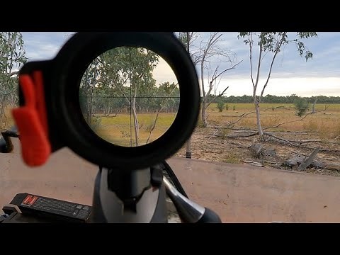 Big Boar Pig / Hog Hunting Australia On 1.2 Million Acres - Average Aussie Adventures