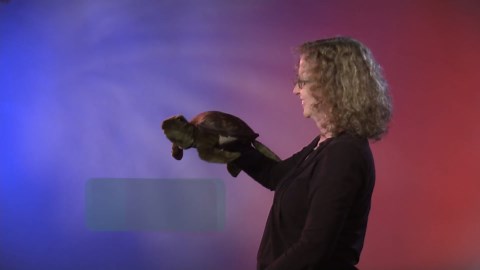 Folkmanis Sea Turtle Hand Puppet, Green