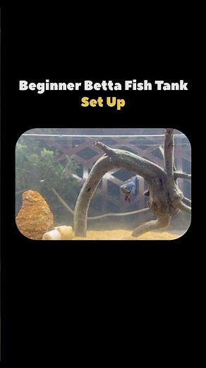 A Budget Friendly-Betta Fish Tank SetUp | Simple Fish Tank Setup #bettafish