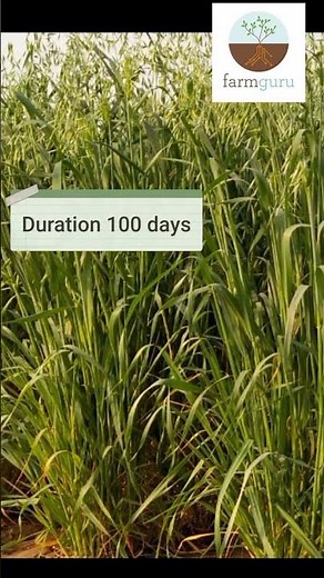 Oat Kent | Multi cutting | Winter fodder of two cuttings #agriculture #farmguru