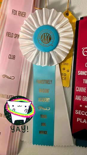 3.3K views · 55 reactions | Parker recently passed the evaluation for her novice trick dog title! Here’s the video of the tricks we sent in to @pwadogtraining that got her the title! . . . #akc #akctrickdog #trickdog #dogtricks | Puppy Parker Posey | Facebook