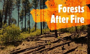 22 reactions · 13 shares | Learn what happens to a forest ecosystem after a fire has come through. See the plants and animals that move in, and why natural fires are good for many forests in the western U.S., while large wildfires are unhealthy. | New Mexico Museum of Natural History & Science | Facebook
