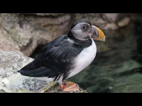 Atlantic Puffins