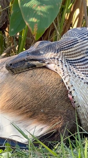 13K views · 130 reactions | We have had lots of great questions about...