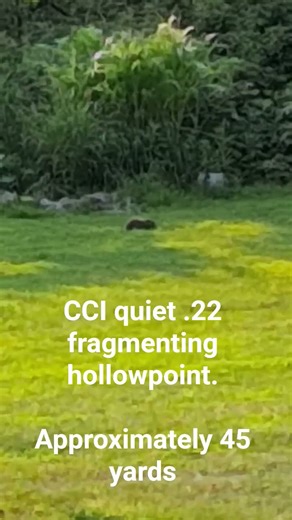 CCI Quiet .22 segmented hollow point on a woodchuck. #22lr #CCI #woodchuck