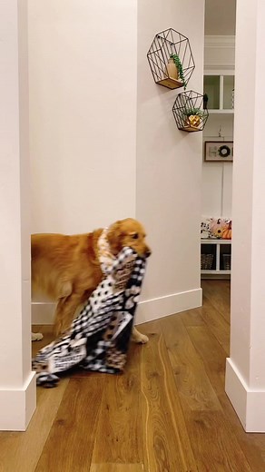 Exploring Sketchy Adventures with Dogs