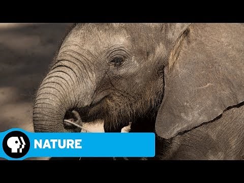 NATURE | Naledi: One Little Elephant: Official Trailer | PBS