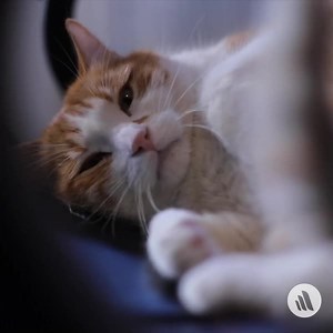 180 reactions · 17 shares | Osteoarthritis is the most common reason for persistent pain in dogs, cats, and horses. Surgical removal of bone fragments and osteochondritic lesions, along with the restoration of joint stability, is often necessary to slow the progression of disease and decrease pain. Learn more about chronic pain: https://mrkmnls.co/46pbZy3 | The Merck Veterinary Manual | Facebook