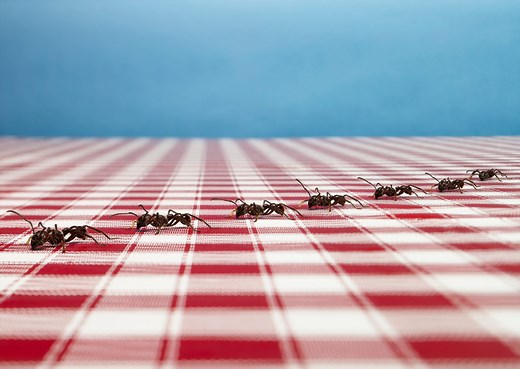How to get rid of ants in the house