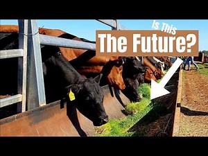 Hydroponic Fodder - Is This The Future Of Sustainable Farming?