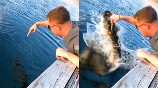 Clever Animals Showing Smart Moves with Fun