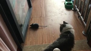 Watch Vatunu Remote Control Mouse Toy on Amazon Live