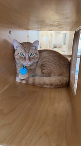 129K views · 5.7K reactions | Three-year-old Frogger's (#R168848)...