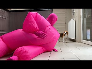 Playful Beagles and Puppies: Funniest Video Compilation!