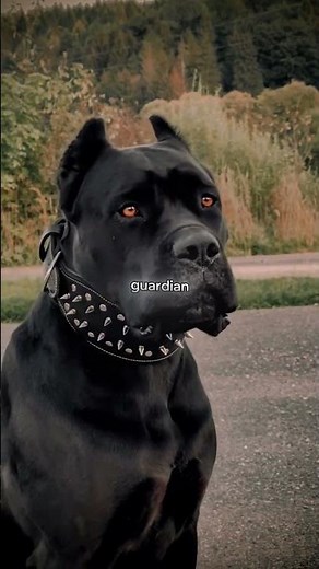 Cane Corso vs Pit Bull — Power or Drive?