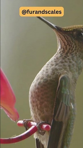 Hummingbirds Amazing Feeding Habits | Nectar Seekers