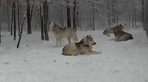 13K views · 312 reactions | Wolves howling in the snow. Full video will be in the March newsletter. | Wolf Howl Animal Preserve, LLC | Facebook