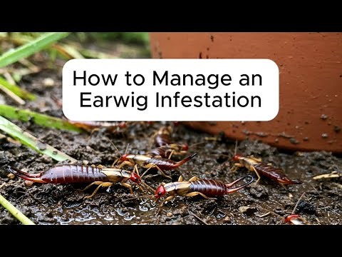 How to Manage an Earwig Infestation