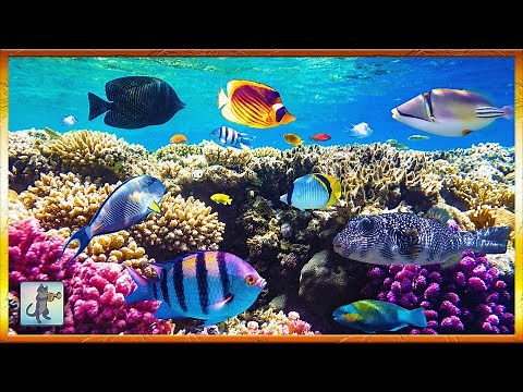 2 Hours of Beautiful Coral Reef Fish 🐠 Relaxing Ocean Fish & Stunning Aquarium Relax Music