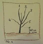 How to train fruit trees - Suffolk Fruit and Trees - The Fruit Tree Specialists