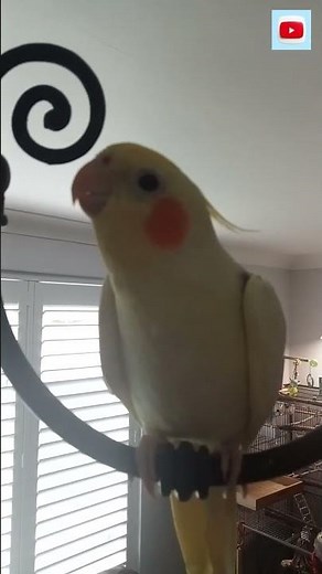 Cockatiel Antics. Titus says a lot.