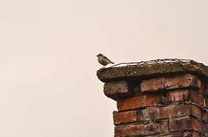 How To Get Rid Of Birds In A Chimney (Quickly & Easily!)