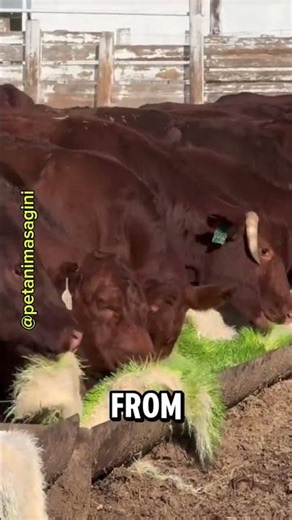 “Modern Fodder Farming: Fresh Green Feed for Cattle Every Day!”