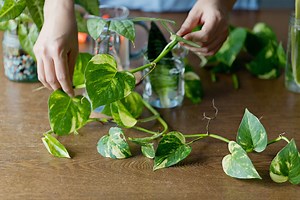 How to Propagate a Pothos in Water (Easy Steps) - Garden Lovers Club
