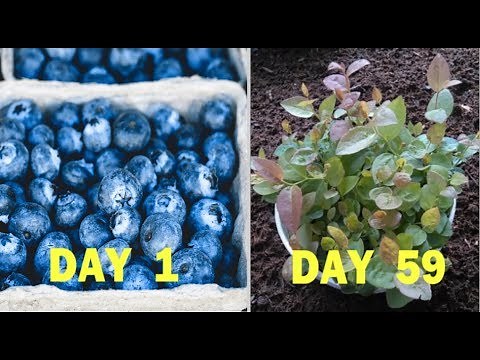 How to Grow Blueberries from Seeds of Blueberry (Quick Method)