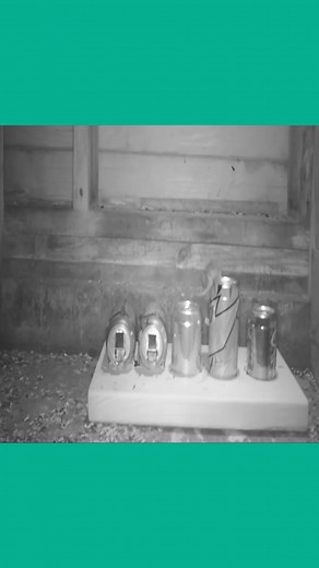 Can Mice Squeeze into A Pop Can The Can Mouse Trap From 2007 #mousetrap #mouse