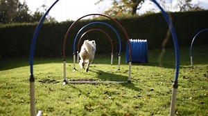 Découvrez le Hooper avec votre chien 🐕 -> Une nouvelle discipline sportive adaptée à tous les chiens. -> Partagez une activité fun ensemble -> Idéal pour les chiots et les chiens âgés ou blessés qui ne peuvent plus sauter | Animo-Boutik.com