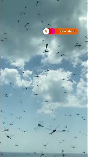 Dragonflies swarm near Misquamicut Beach in Rhode Island | REUTERS