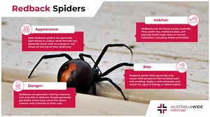 The Redback Spider | Spider Facts
