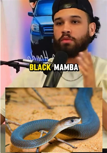 Black mamba or leather back sea turtle #yskpodcast #youshouldknowpodcast #funny_video #blackmamba
