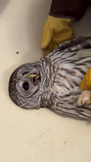 Funny Owl Moments 🦉😂🤣 #owls #funnyvideos
