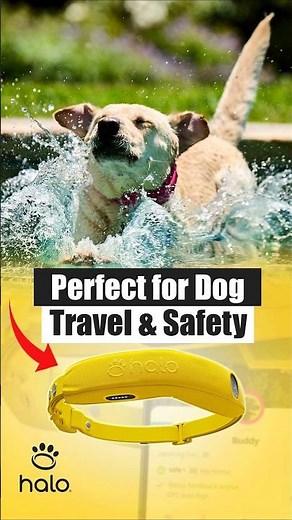 Halo Collar 4: The Smartest GPS Dog Fence for Ultimate Safety & Travel