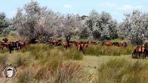 170K views · 3.5K reactions | Herghelia de cai salbatici() de la...