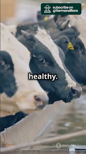 Livestock Agriculture: Feeding Operations Explained!