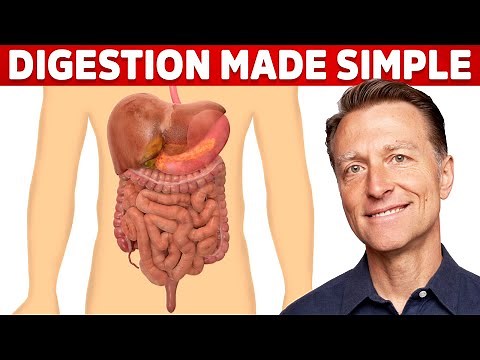 Your Digestive System Explained (in Simple Terms)