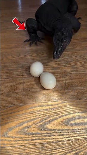 🦎 Pet Lizard Lays Eggs! Watch Baby Lizards Hatch from Eggs 🥚✨