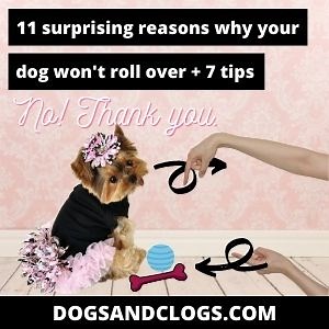 11 Surprising Reasons Why Your Dog Won't Roll Over + 7 Tips