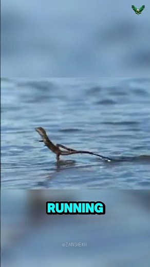 Meet the Lizard That Runs on Water – The Incredible Basilisk!