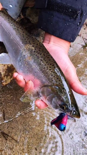 Twitch Masters on Instagram: "Twitching for coho New jigs in stock! Link in bio #fishing #vancouver #salmon #fish #bc #jigs #coho #river #fall #summer #catch #season #nature #canada #twitchingjigs #cohosalmon #flies #flyfishing #first #fish #tightlines #fishtank #sportfishbc #bobberdown #jig #viralvideos #viralreels #viral"