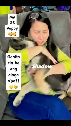 1.6K views · 111 reactions | My 12 week-old GS puppy, “SHADOW” is growing so fast. Ang kulit nya Guys! Kalma! Baby, Kalma 殺殺殺 #doglovers #germanshepherd #puppylife #superkulit #kalma #fbreels @highlight | Orient Pearl Vlog | Facebook