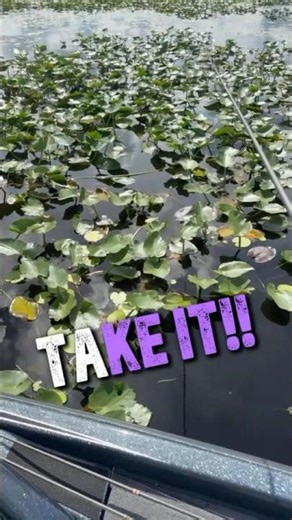 Take it! #bluegill #shellcracker #crappie #bassfishing #lakekissimmee #fishing #guide